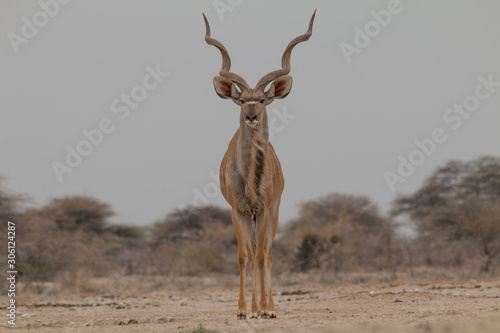 Greater Kudus at the waterhole, Etosha national park, Namibia, Africa