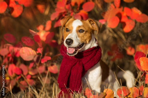 Jack russel terrier in red  scarf in autumn forest photo