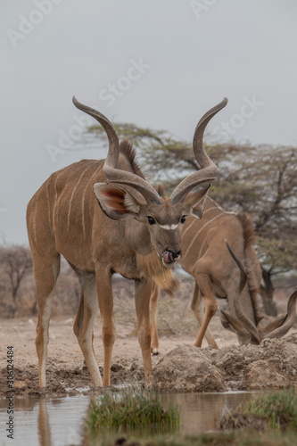 Greater Kudus at the waterhole, Etosha national park, Namibia, Africa