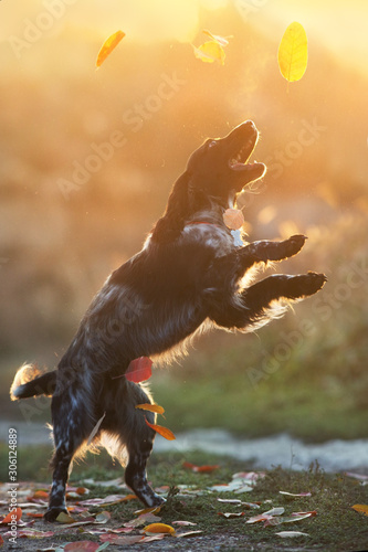 Russian spaniel dog in sunlight