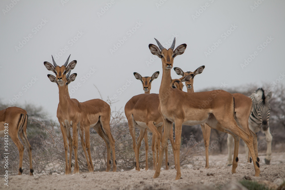 A group of impalas at the waterhole, Etosha national park, Namibia, Africa A group of impalas at the waterhole, Etosha national park, Namibia, Africa
