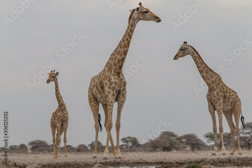 Giraffe at the waterhole, Etosha national park, Namibia, Africa