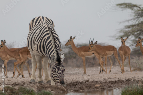 Burchells Zebras at the waterhole  Etosha national park  Namibia  Africa