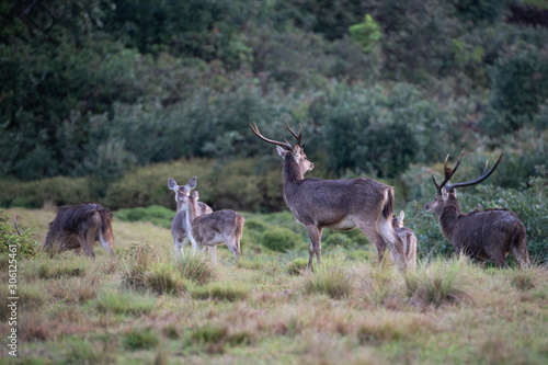 Fototapeta Naklejka Na Ścianę i Meble -  Deers