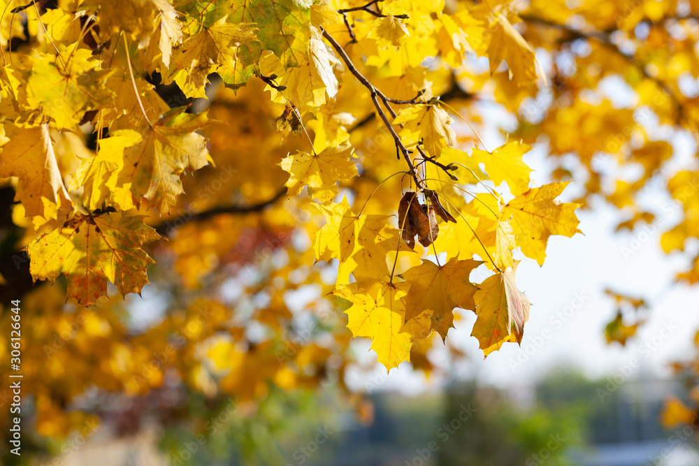 Fall yellow maple leaves in the blue sky. Fall yellow maple leaves in the blue sky.