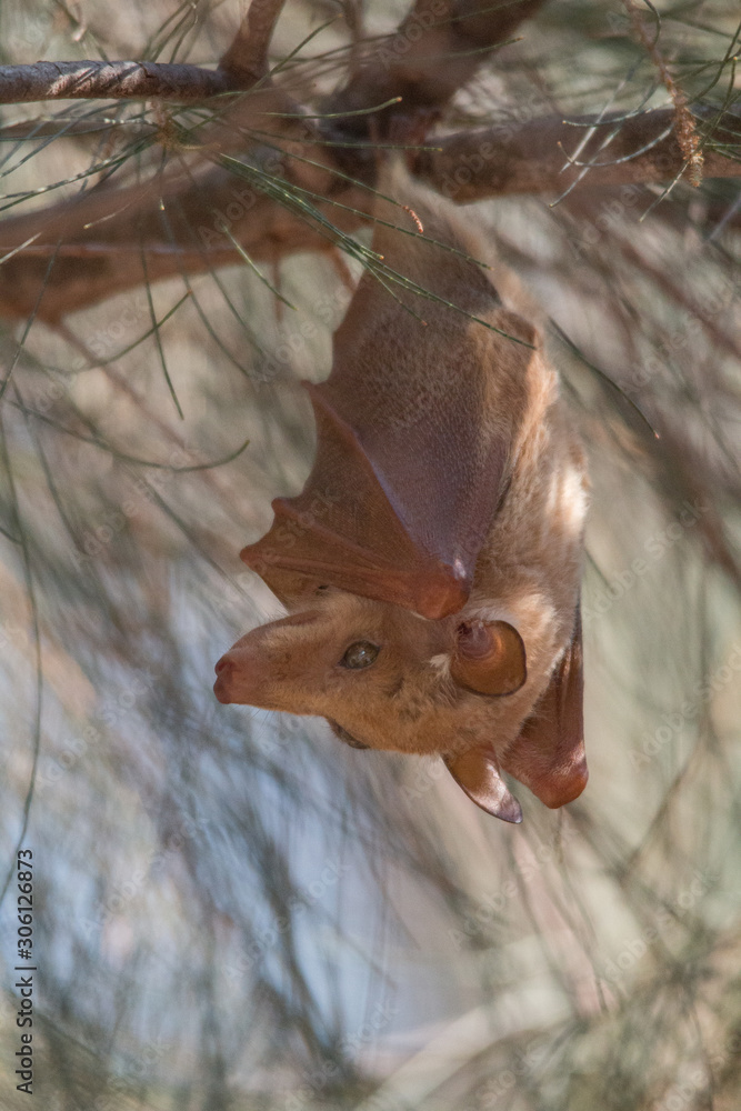 Peters epauletted fruit bat hanging in a tree, Caprivi Strip, Namibia, Africa Peters epauletted fruit bat hanging in a tree, Caprivi Strip, Namibia, Africa