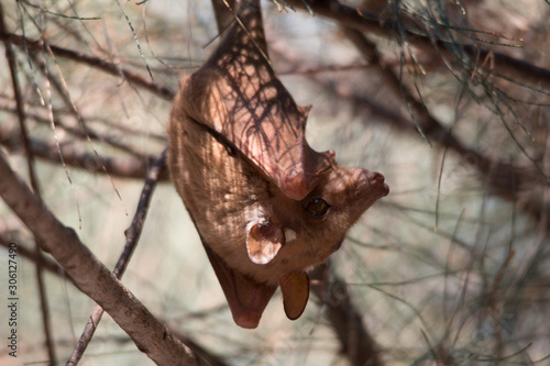 Peters epauletted fruit bat hanging in a tree, Caprivi Strip, Namibia, Africa photo