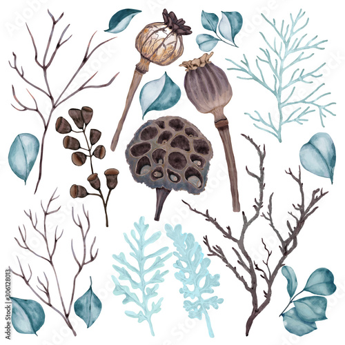 Lotus, poppy,  branches and eucalyptus leaves