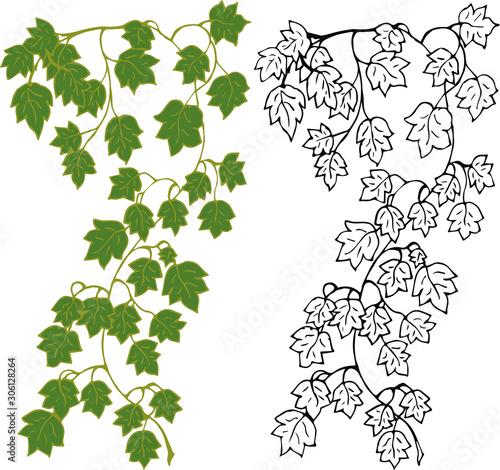 Set. Hanging branches of ivy on a white background, in color and in outline. Vector illustration.