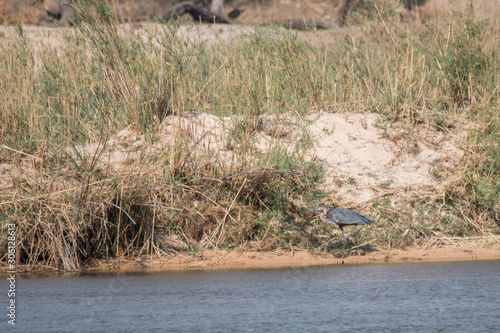 Goliath heron in the okavango river, Namibia, Africa