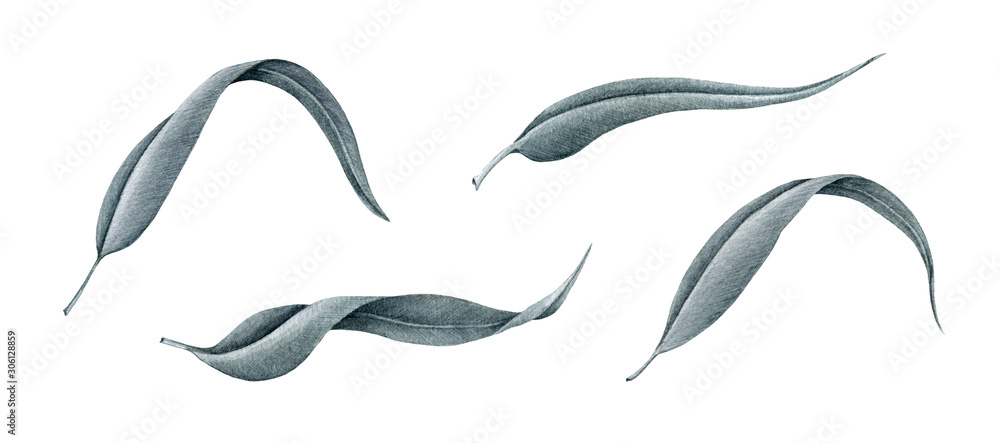 Eucalyptus leaf set watercolor illustration. Hand drawn close up botanical medical herb. Eucalyptus natural organic foliage. Isolated on white background. Eucalyptus leaf set watercolor illustration. Hand drawn close up botanical medical herb. Eucalyptus natural organic foliage. Isolated on white background.