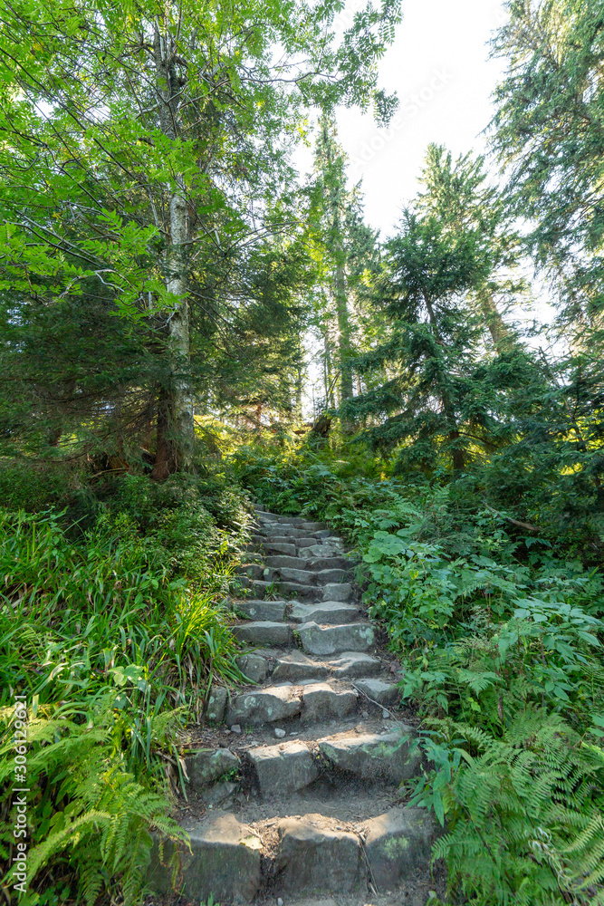 Obraz premium Hiking trail in park, forest and nature landscape