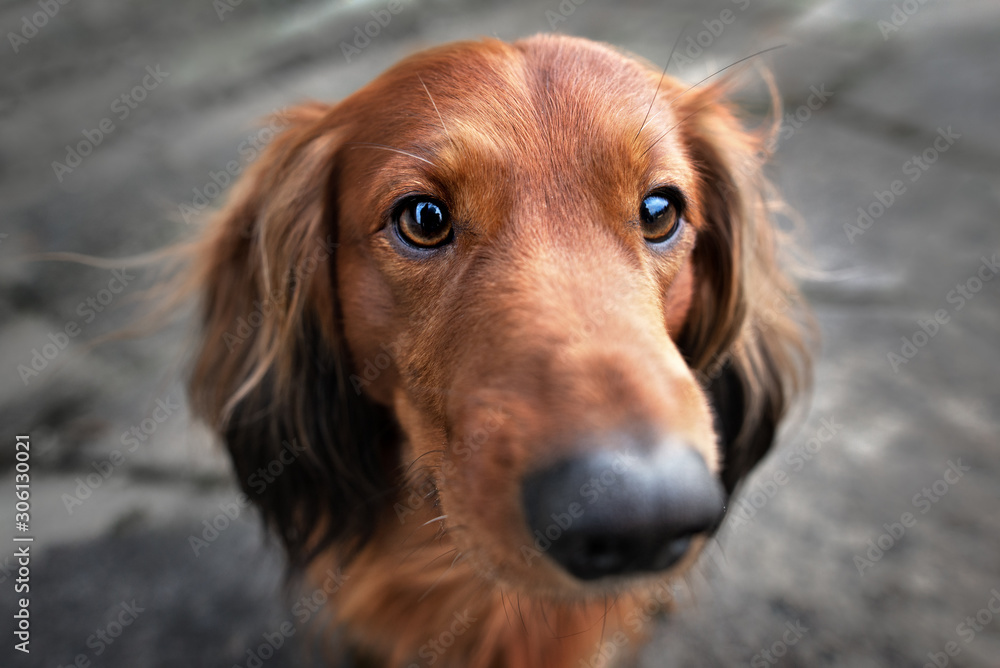 red dachshund dog portrait wide angle red dachshund dog portrait wide angle