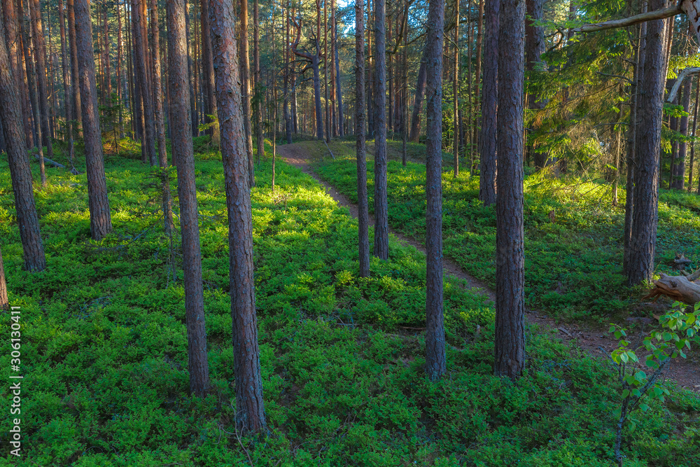 Pine forest close-up landscape late afternoon. Trunks backlit by sun rays. Pine forest close-up landscape late afternoon. Trunks backlit by sun rays.