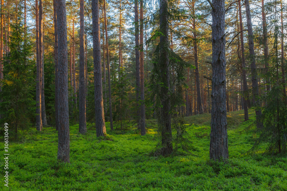 Pine forest close-up landscape late afternoon. Trunks backlit by sun rays. Pine forest close-up landscape late afternoon. Trunks backlit by sun rays.