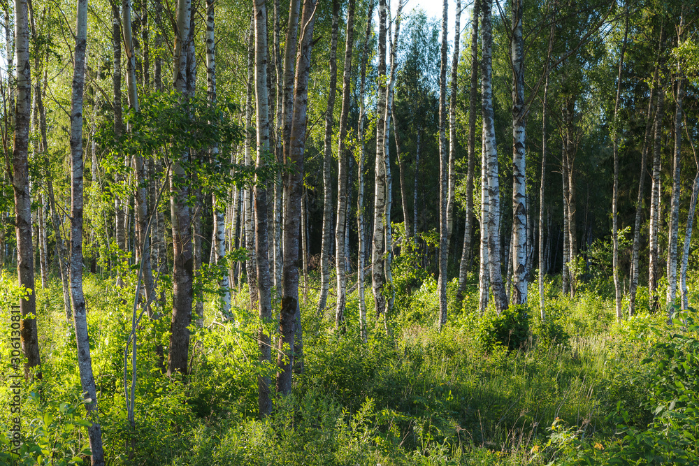Birch trees forest close-up landscape late afternoon. Trunks backlit by sun rays. Birch trees forest close-up landscape late afternoon. Trunks backlit by sun rays.