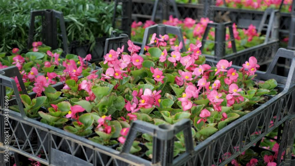 Lots of flowers in boxes, ready to transplant. Lots of flowers in boxes, ready to transplant.