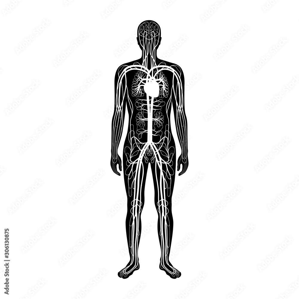 circulatory system anatomy