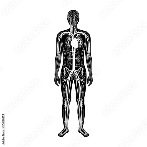 circulatory system anatomy