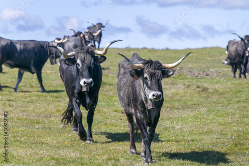 Fototapeta Naklejka Na Ścianę i Meble -  Black cows in a meadow
