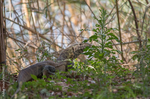 Monitor lizard in the bush, Caprivi strip, Namibia, Africa