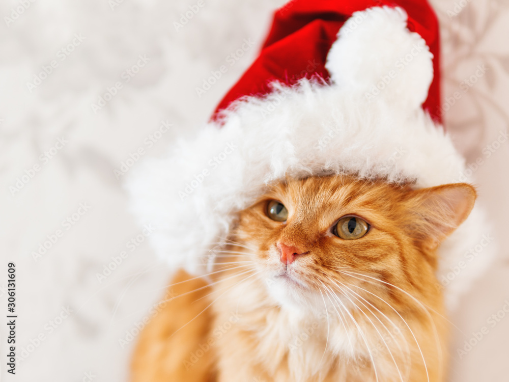 Close up portrait of cute ginger cat in Santa Claus hat. Fluffy pet staring in camera. Christmas or New Year symbol. Close up portrait of cute ginger cat in Santa Claus hat. Fluffy pet staring in camera. Christmas or New Year symbol.