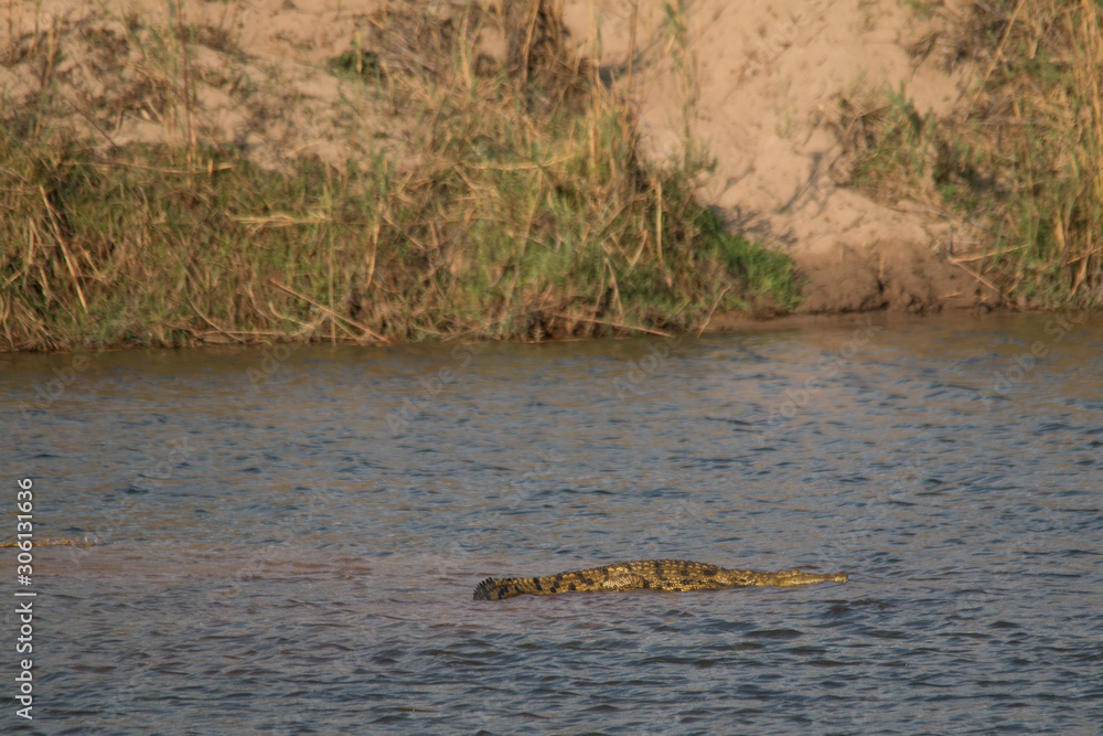 Crocodile in the okavango river, Caprivi strip, Namibia, Africa