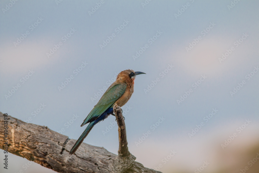 White fronted bee eater in a tree, okavango river, Namibia, Africa White fronted bee eater in a tree, okavango river, Namibia, Africa