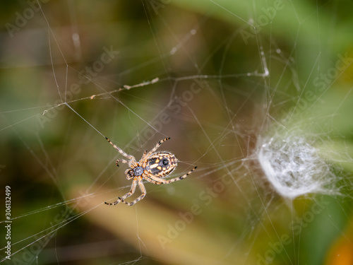 Spider in its web.
