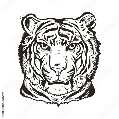 Wall Mural Tiger portrait in closeup isolated vector illustration sketch