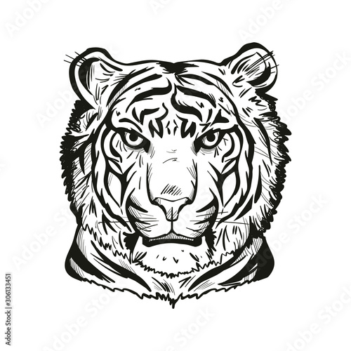 Tiger portrait in closeup isolated vector illustration sketch. Monochrome hand drawn panthera tigris, wild cat of large size. Felidae with furry coat. Predator wildlife, carnivore beast tiger wild cat