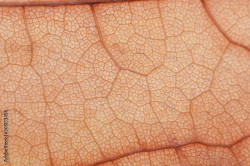 Fragment of brown autumn leaf.