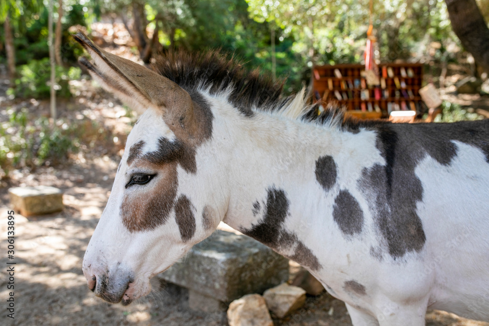 Donkeys Donkeys