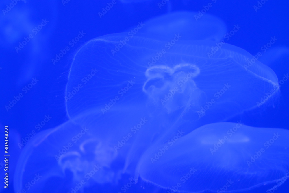 Blue jellyfish close-up on background with jellyfishes and copy space Blue jellyfish close-up on background with jellyfishes and copy space