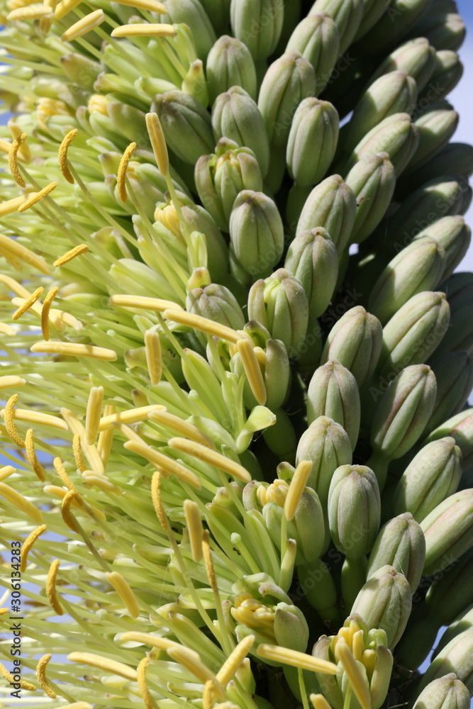 agave victoriae-reginae