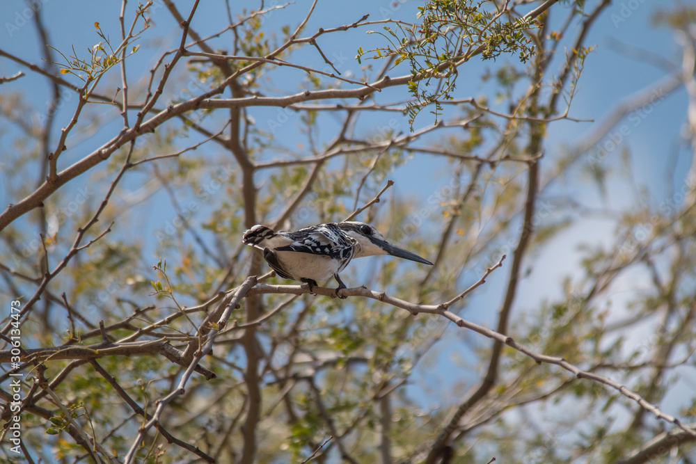 Obraz premium Pied Kingfisher at chobe riverfront, Namibia, Africa