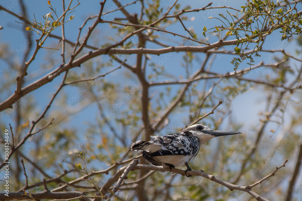 Fototapeta premium Pied Kingfisher at chobe riverfront, Namibia, Africa