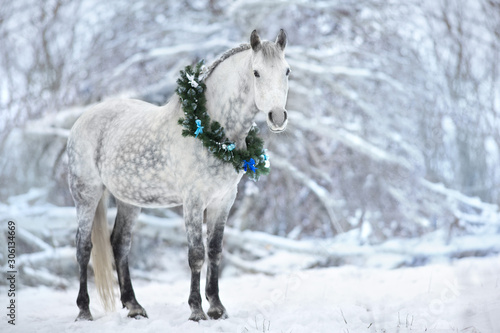 White horse with christmas wreath isolated on black background