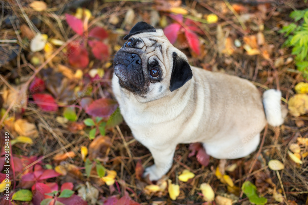 Mops portrait close up in autumn beautiful park Mops portrait close up in autumn beautiful park