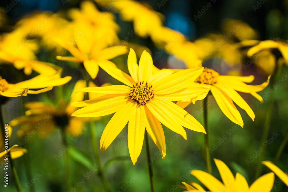 Blooming Helianthus tuberosus (sunroot, topinambur) in the garden. Selective focus. Blooming Helianthus tuberosus (sunroot, topinambur) in the garden. Selective focus.