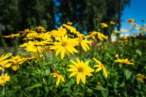 Blooming Helianthus tuberosus (sunroot, topinambur) in the garden. Selective focus.