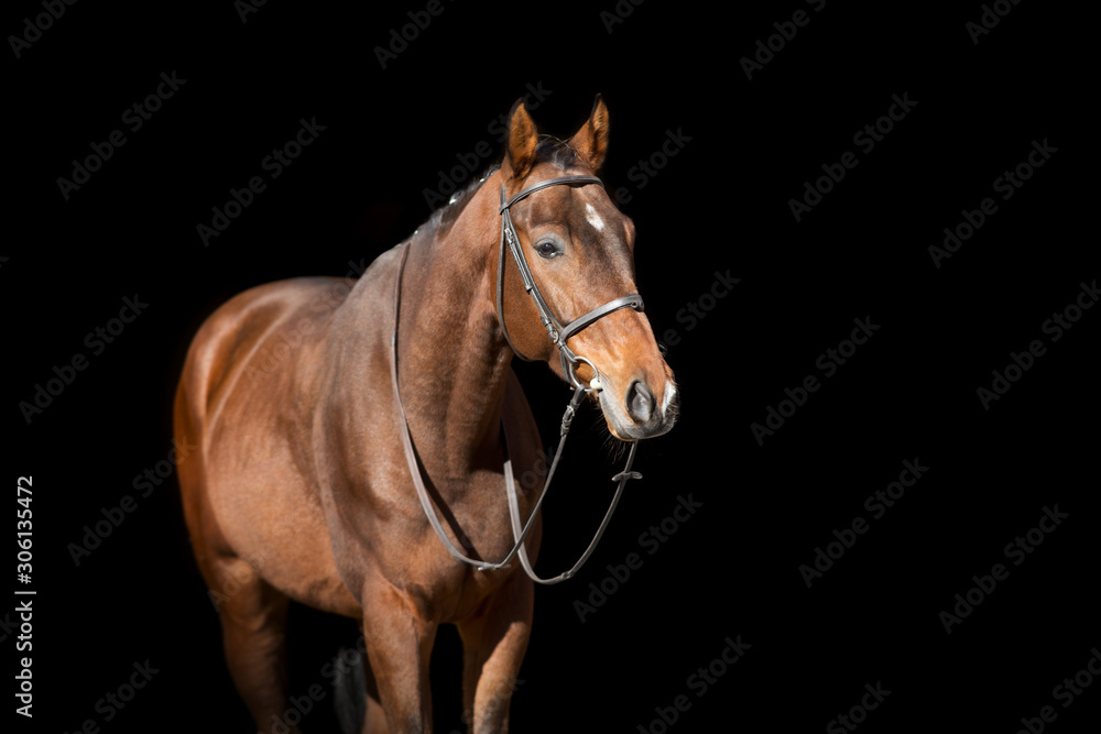 Horse portrait in bridle isolated on black background Horse portrait in bridle isolated on black background
