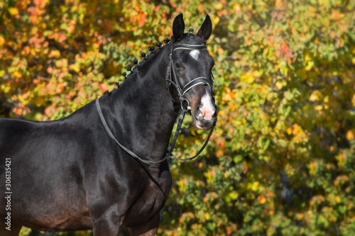 Bay horses in bridle against yellow autumn trees