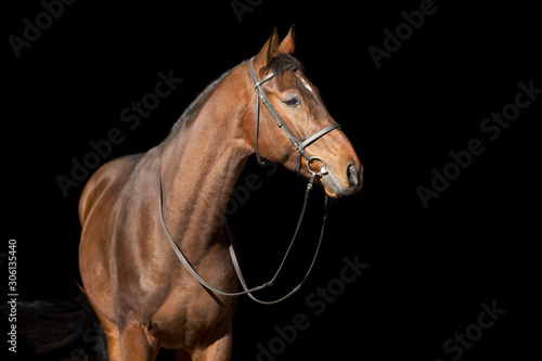 Horse portrait in bridle isolated on black background
