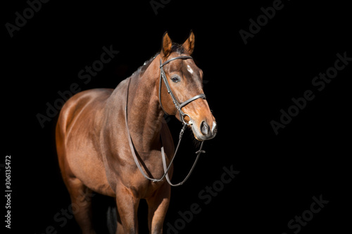 Horse portrait in bridle isolated on black background © callipso88