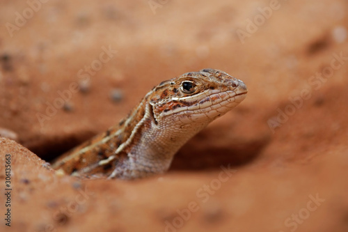 Bushfeld lizard