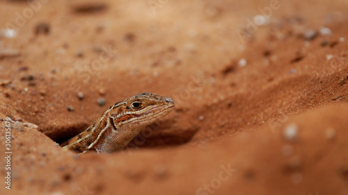 Bushfeld lizard