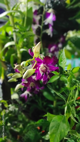 purple flowers in the garden