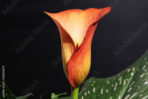 Calla zantedeschia albomaculata