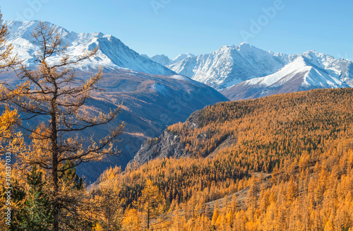 Autumn view, sunny day. Nature of Siberia, wild place. Mountain taiga, snow-capped peaks.